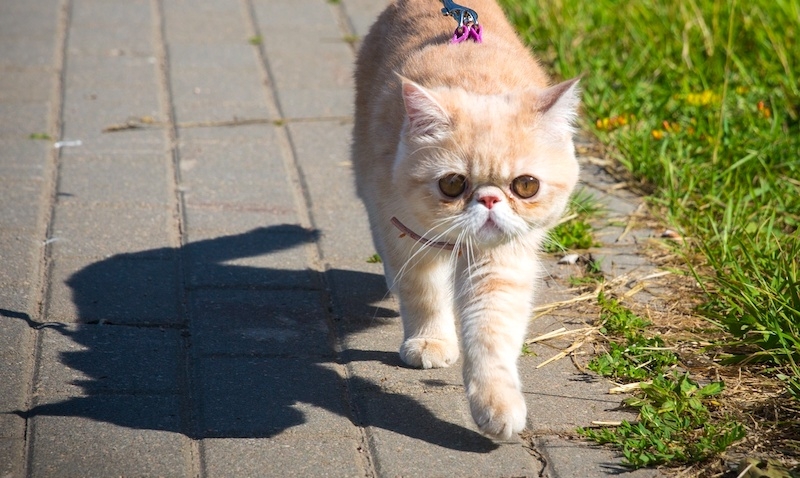 Walking With A Cat
