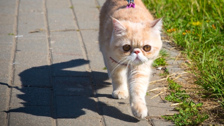 Walking With A Cat