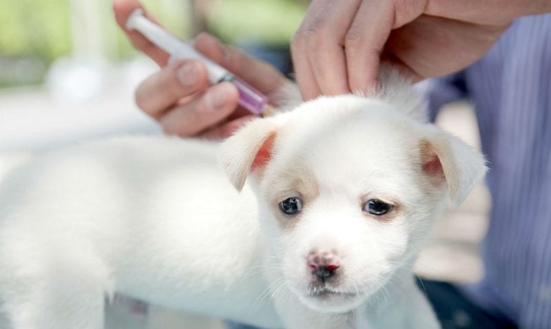 Основы вакцинации собак