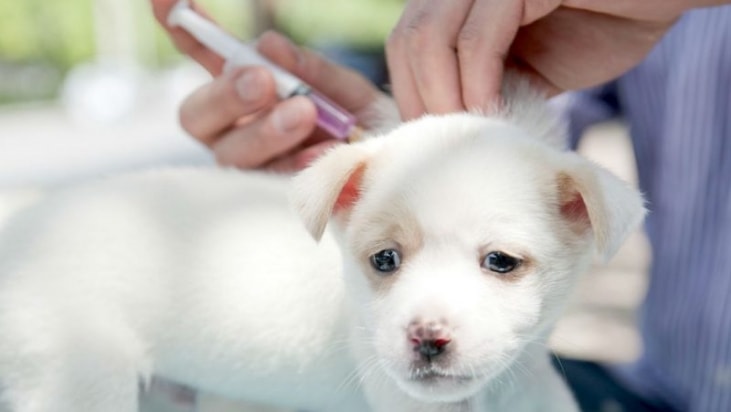 Dog Vaccination Basics