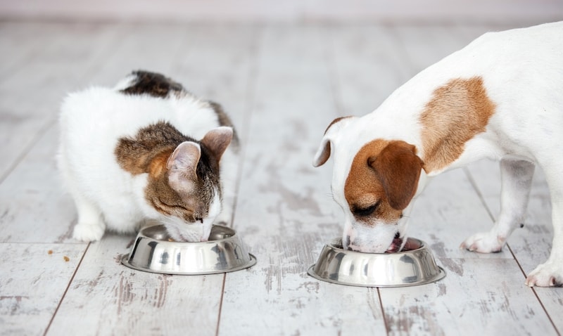 About The Proper Nutrition Of Dogs And Cats