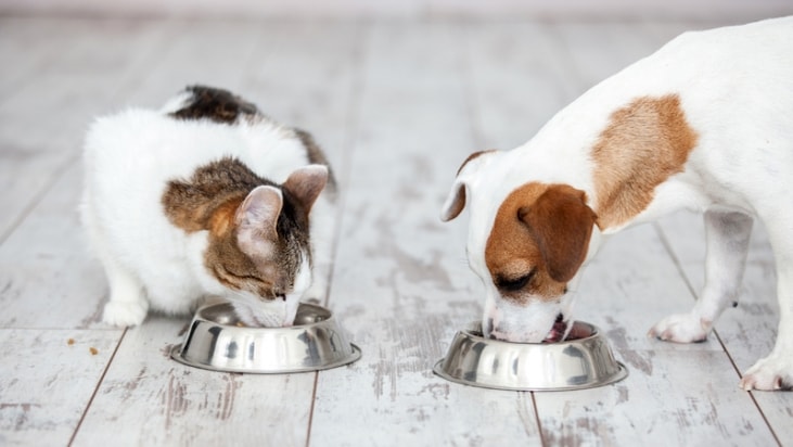 About The Proper Nutrition Of Dogs And Cats