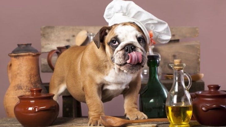 Diet For Dogs With Stomach Problems